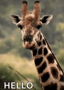 giraff