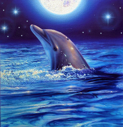 dolphin