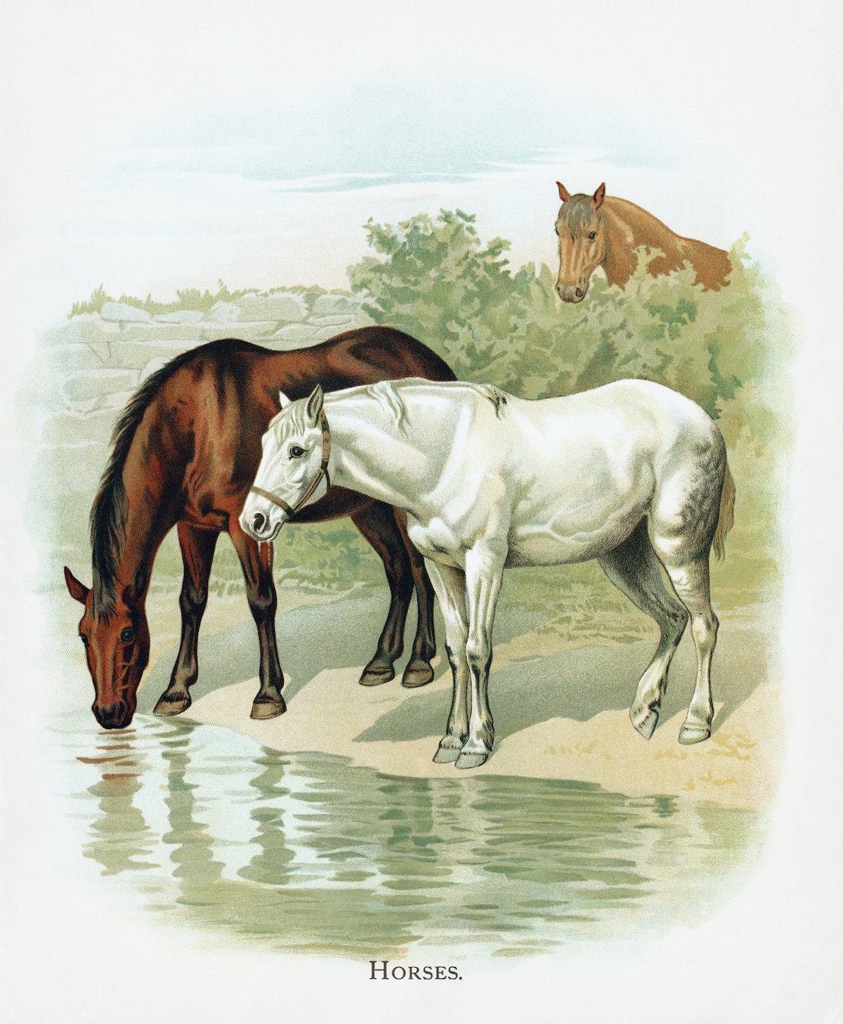 horse
